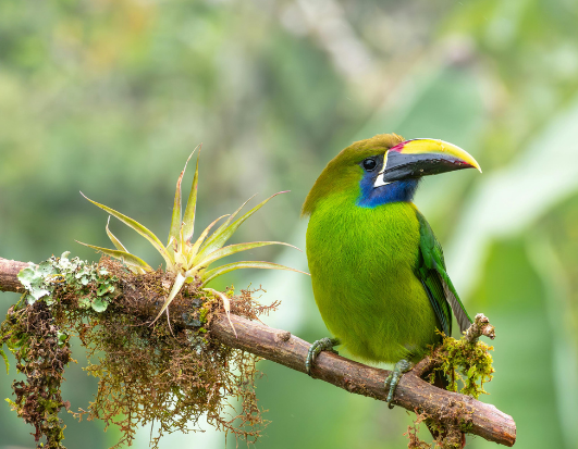 Voyager avec Latitude 9.9 au Costa Rica