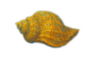 coquillage sur le sable