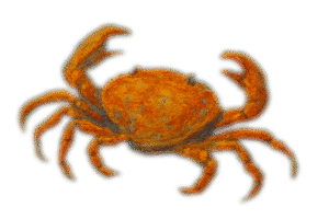 crabe sur le sable du costa rica