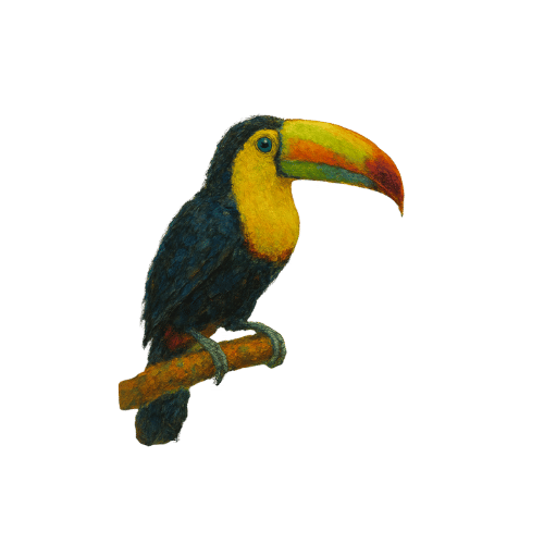image d'un toucan de la jungle costa ricaine