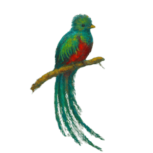 image du quetzal au costa rica