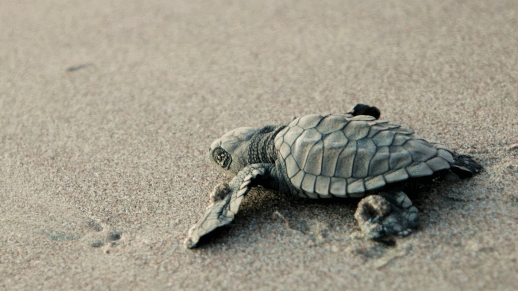 parc national tortugero au costa rica