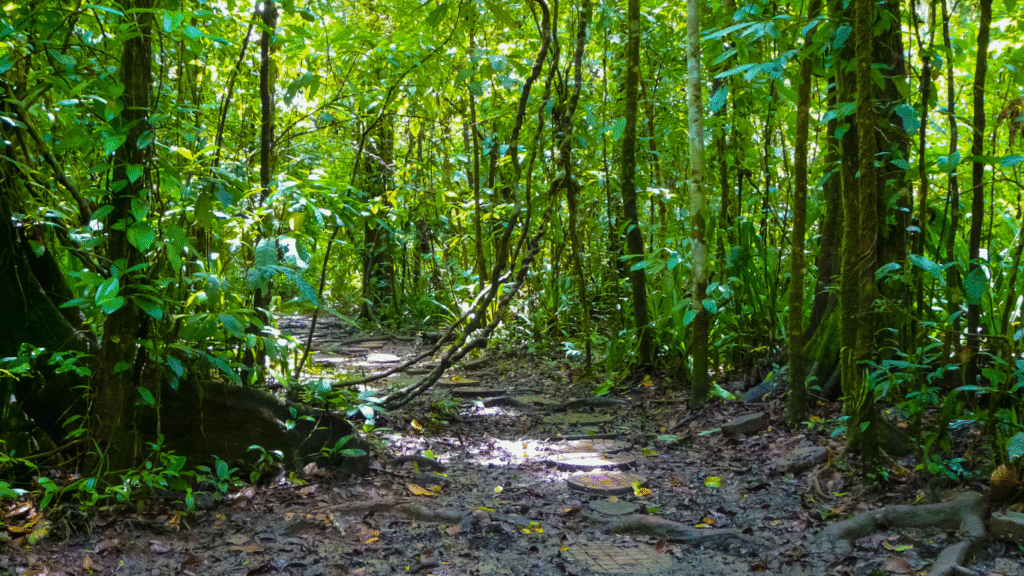 parc corcovado au costa rica